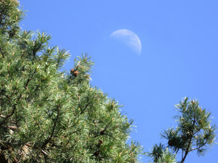 Картинка природа деревья