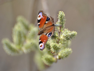 Картинка животные бабочки