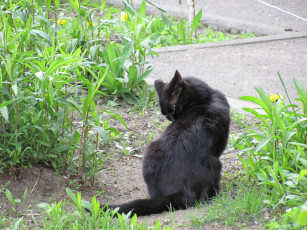 Картинка животные коты