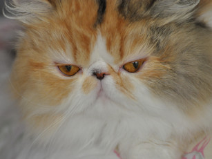 Картинка животные коты