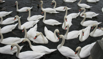 Картинка животные лебеди