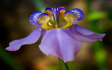 Картинка цветы ирисы