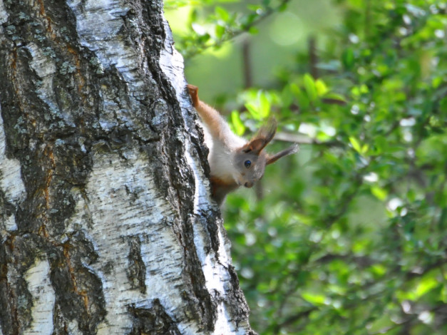 Обои картинки фото животные, белки