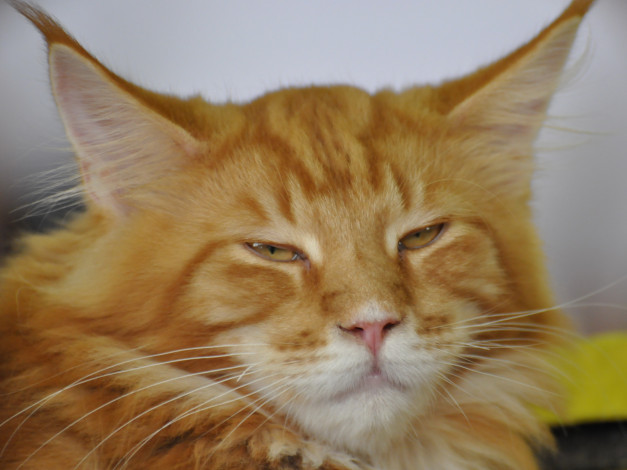 Обои картинки фото животные, коты