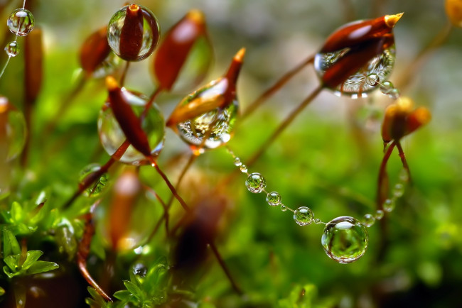 Обои картинки фото природа, макро