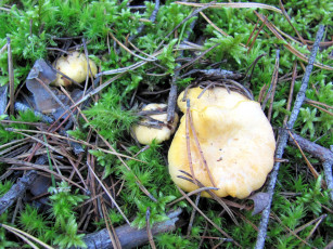 Картинка природа грибы лисички