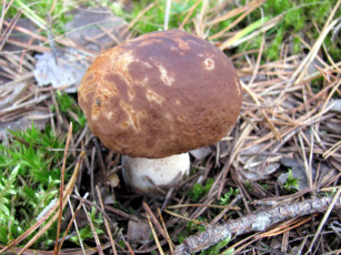 Картинка природа грибы сыроежка