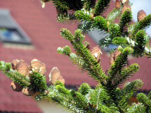 Картинка природа шишки жёлуди каштаны мухомор