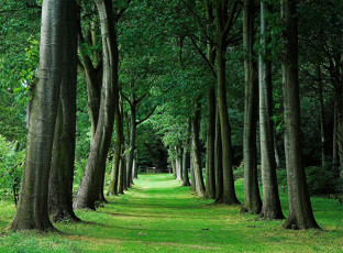 Картинка природа деревья лето аллея зелень