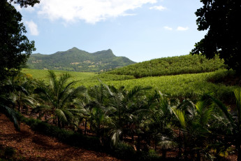 Картинка маврикий природа тропики горы растения пальмы