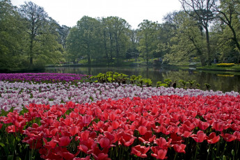 Картинка природа парк keukenhof lisse netherlands
