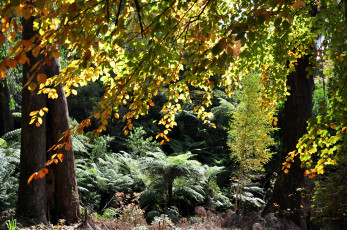 Картинка природа деревья olinda тропики австралия кусты gardens