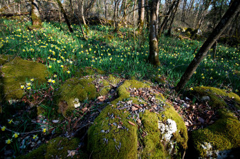 Картинка природа лес цветы камни мох