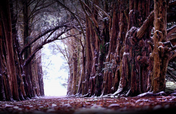 Картинка природа деревья зима старые