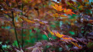 Картинка природа листья листва ветки