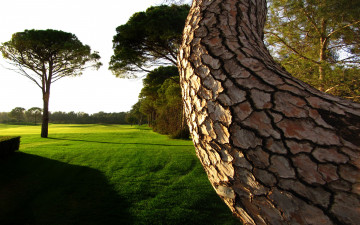 Картинка природа деревья дерево лужайка изогнутое трава газон старое