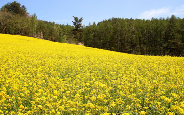 Картинка природа поля лес репак