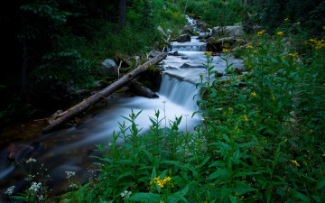Картинка природа реки озера ручей вода поток трава растения