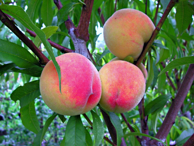 Обои картинки фото природа, плоды, персики