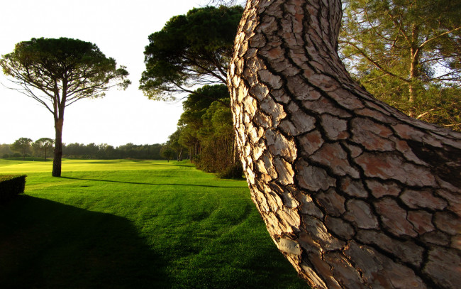 Обои картинки фото природа, деревья, дерево, лужайка, изогнутое, трава, газон, старое