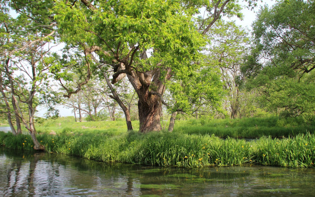 Обои картинки фото природа, деревья, весна, яблоня, цветы