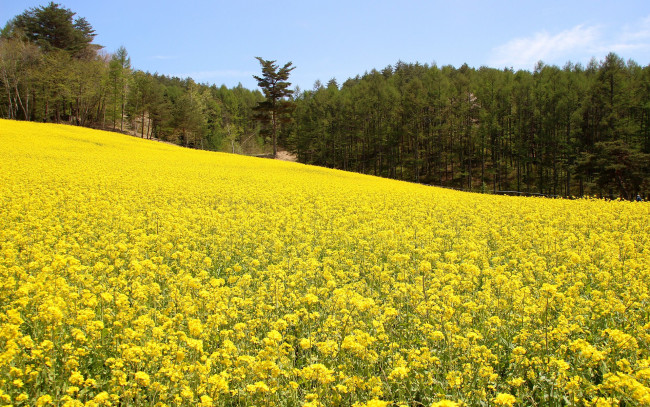 Обои картинки фото природа, поля, лес, репак