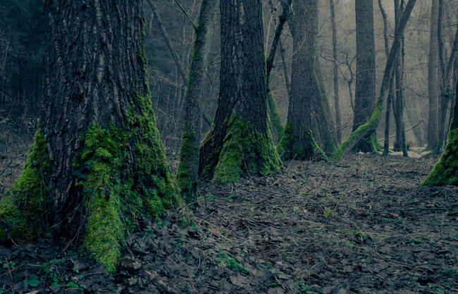 Обои картинки фото природа, лес, деревья, мох, сухая, листва