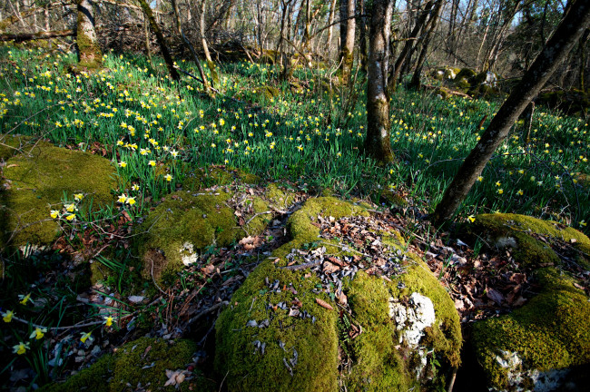 Обои картинки фото природа, лес, цветы, камни, мох
