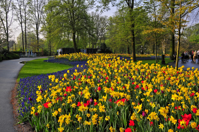 Обои картинки фото природа, парк, keukenhof, lisse, netherlands