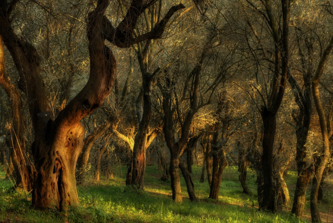 Обои картинки фото природа, деревья, лес, трава, голые