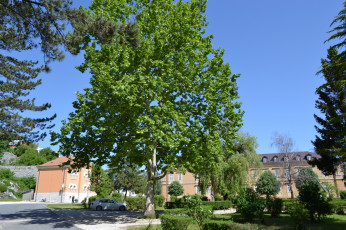 Картинка Черногория бар города пейзажи городской парк аллеи деревья