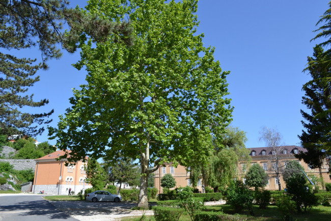 Обои картинки фото Черногория, бар, города, пейзажи, городской, парк, аллеи, деревья
