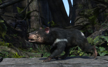 Картинка 3д+графика животные+ animals тасманский дьявол