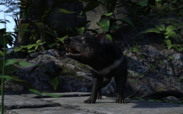 Картинка 3д+графика животные+ animals тасманский дьявол