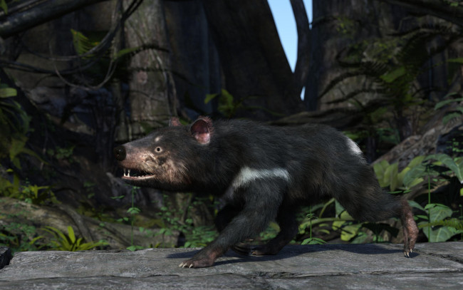 Обои картинки фото 3д графика, животные , animals, тасманский, дьявол