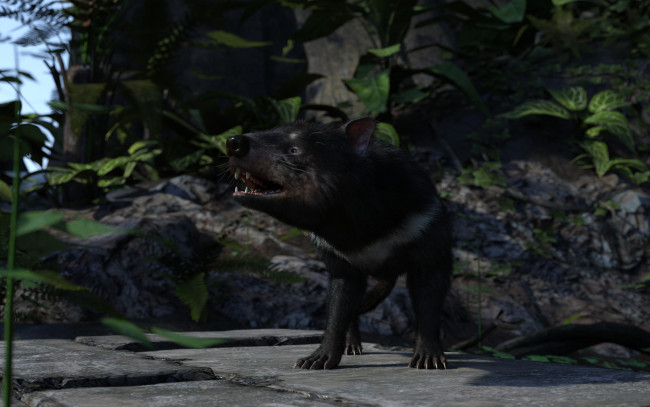 Обои картинки фото 3д графика, животные , animals, тасманский, дьявол