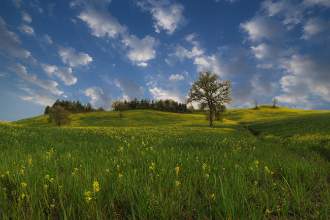 Обои картинки фото природа, пейзажи, холмы, поле, цветы, пейзаж, деревья