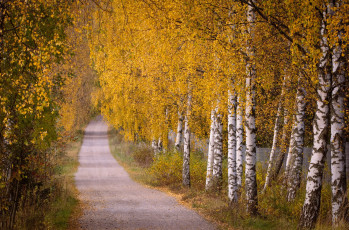 Картинка природа дороги простор