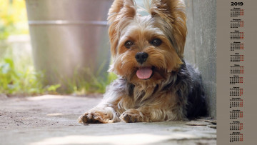 обоя календари, животные, собака, взгляд