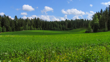 Картинка природа луга простор