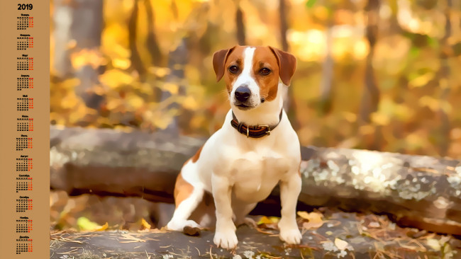 Обои картинки фото календари, компьютерный дизайн, взгляд, собака