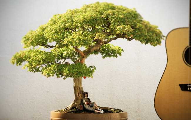 Обои картинки фото музыка, -другое, растение, гитара, человек
