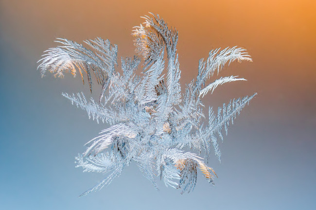 Обои картинки фото природа, макро, простор