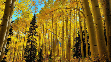 Картинка природа лес березы