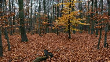 Картинка природа лес осень листопад