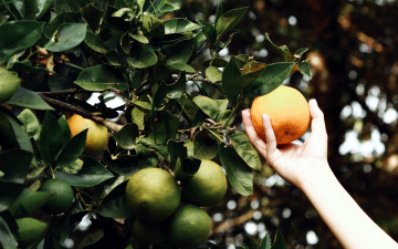 Картинка природа плоды апельсин