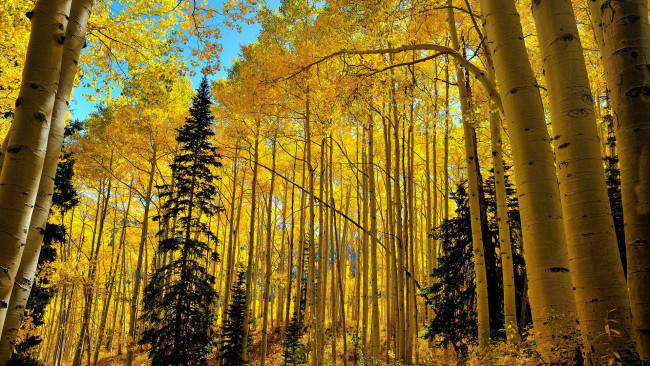 Обои картинки фото природа, лес, березы