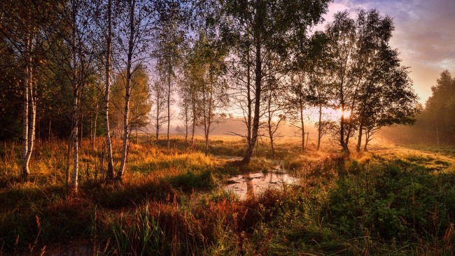 Обои картинки фото природа, лес, берёзовая, роща