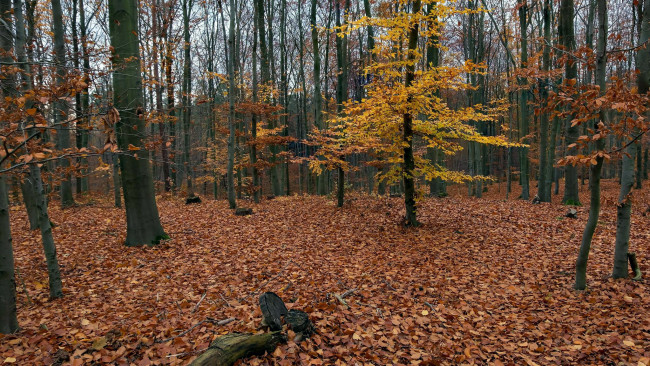 Обои картинки фото природа, лес, осень, листопад