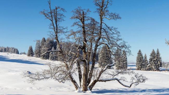 Обои картинки фото природа, зима, снег, сугробы